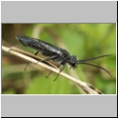 Dolerus sp - Blattwespe 03a 9mm.jpg